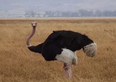 Ostrich Kick Pictures on Animal Picture Society