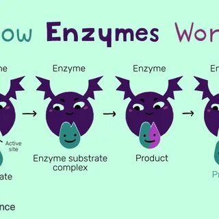 Label Enzyme Worksheet Printable Worksheets and Activities f