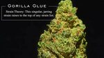 Gorilla Glue #4 Strain Theory - YouTube