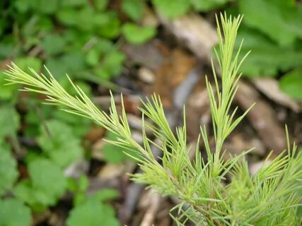 File:Deodar Cedar Cedrus deodara 'Gold Cone' Needles 3264px.