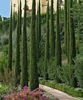 Italian Cypress Specials Bakker Italian cypress trees, Everg