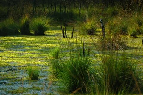 Wetland Wallpapers - Wallpaper Cave