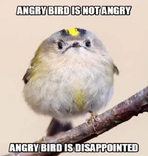 A Flock Of Bird Memes That’ll Have You Squawking CutesyPooh 