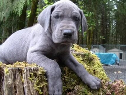 Baby Great Dane Puppies For Sale - Tiemtrachanh1977