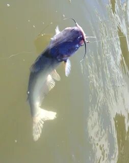 Blue Catfish on the Potomac RiverAUGIE'S ADVENTURES