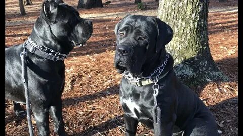 Two gorgeous examples of a Cane Corso - YouTube