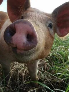 Pin by Jena Trout on Cows & Pigs ♡ ♡ ♡ ♡ ♡ ♡ ♡ Funny pigs, P