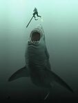 mooi : Photo Megalodon, Shark pictures, Sharks scary