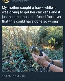 Woman caught a hawk diving for chickens in her bare hands. 