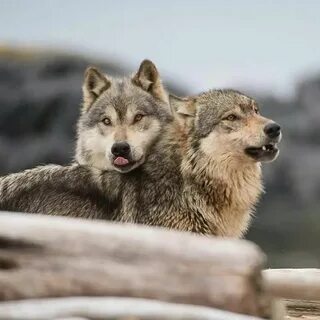Pin di Greta Merlin su wolf Animali selvatici, Cani carini, 