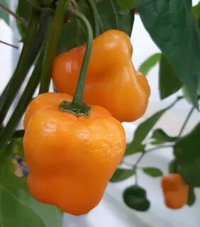 Giant Rocoto 20 quality organic hot chili pepper seeds Home 