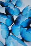 Blue Aesthetic Butterfly Wallpapers posted by Zoey Walker