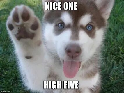 High Five Dog Meme - Quotes Resume