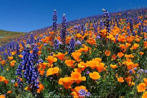 wild flowers in southern california. California wildflowers,