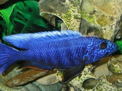 Photo #10 - An African Cichlid -haplochromis Ahli Close Up S