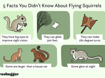 /flying+squirrel+joke