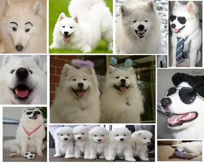 Shoobie Woobie Cover Photo Shoob Know Your Meme