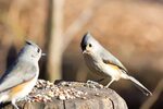 Little birds eating seeds free image download