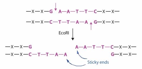 Mutations and Genetic Diseases