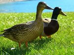 Ducks Mallards Drake - Free photo on Pixabay