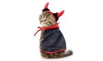 Download 35+ How To Dress Like A Cat For Halloween
