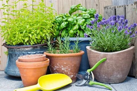 46 Indoor Herb Garden Tips To Grow Herbs YEAR ROUND In Your 