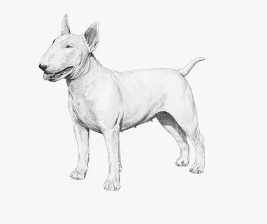 Clip Art Embark Dog Dna Test - Bull Terrier , Free Transpare