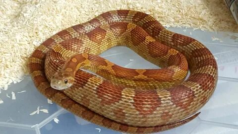 Big Corn Snake Wallpapers - Top Free Big Corn Snake Backgrou