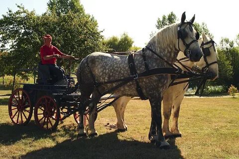 File:Attelage Percheron Parcour Cl J weber0002 (23715719199)