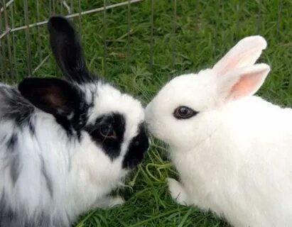 Bunny Love: How To Tell If Your Bunny Loves You #rabbithouse