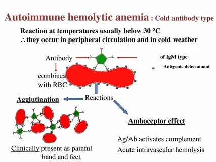 Acquired Haemolytic Anaemia - ppt download