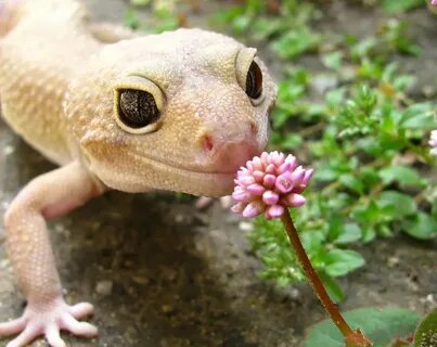 Очаровательные фотографии животных, которые нюхают цветы Bab