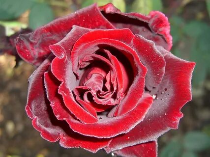 Nice fresh Red Rose free image download