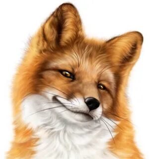 fox face png - #snarky #fox #face #freetoedit - Guten Schöne