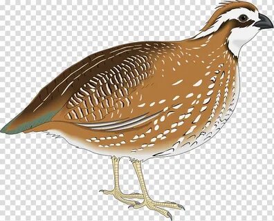 Quail clipart transparent, Quail transparent Transparent FRE