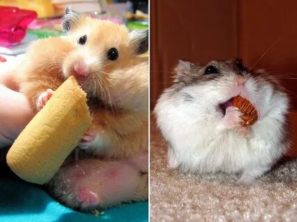Hamsters Caught Stuffing Their Stupid Fat Faces