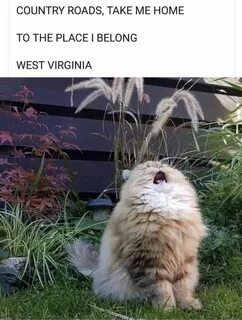 CATry roads "Take Me Home, Country Roads" Funny animal memes