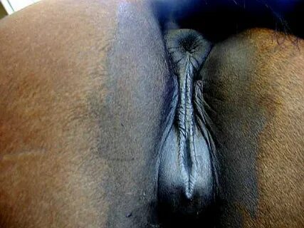 Mare Pussy Lick - Porn Sex Photos