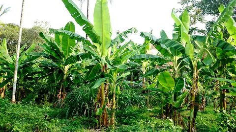 File:Banana plants (14044660825).jpg - Wikimedia Commons