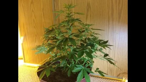 Explosive Growth on AutoFlowers - Indoor Marijuana Grow - Da