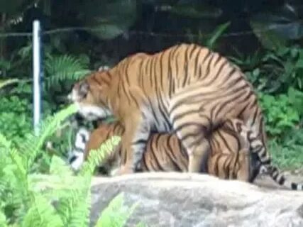 TIger Mating - YouTube
