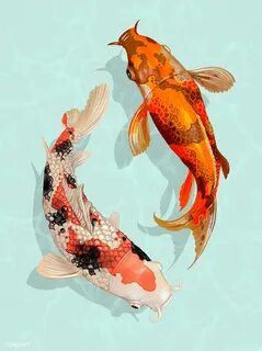 Japanese koi pictures