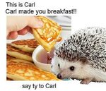 Carl the Hedgehog Know Your Meme