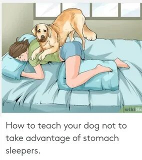 Wiki Ho How to Teach Your Dog Not to Take Advantage of Stoma