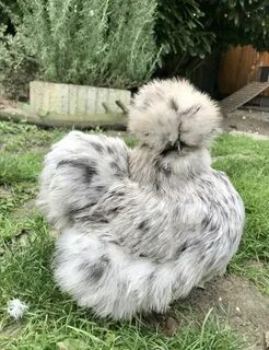 Pin by hbozss on Chickens Silkie chickens, Pet chickens, Chi