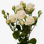 Роза спрей Royal Porcelina (Роял Порцелина) H-70 см - Садовы