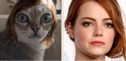 19 Hilarious Emma Stone Cat Meme Photos & Images - MemesBoy