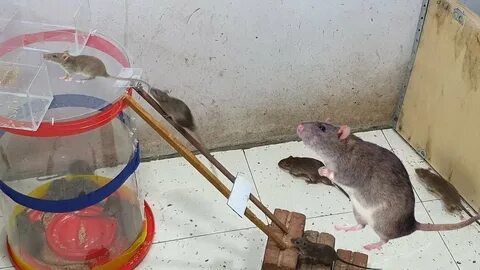 The Most Creative ways to catch mouse/rat 2020 Best Mouse tr