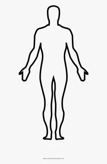 Human Body Coloring Page - Homo Sapiens Full Body Drawing, H