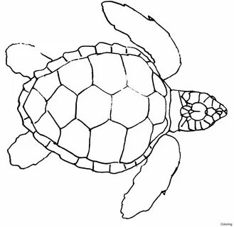 Sea Turtle Drawing Simple